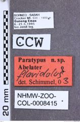 Etikette zu Abelater flavidulus (Schimmel, 2004) (NHMW-ZOO-COL-0008415)